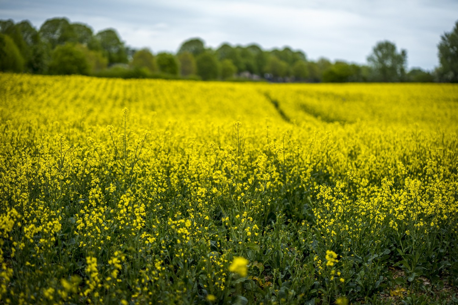 Brasil exporta tecnologia de plantio mais eficiente de canola