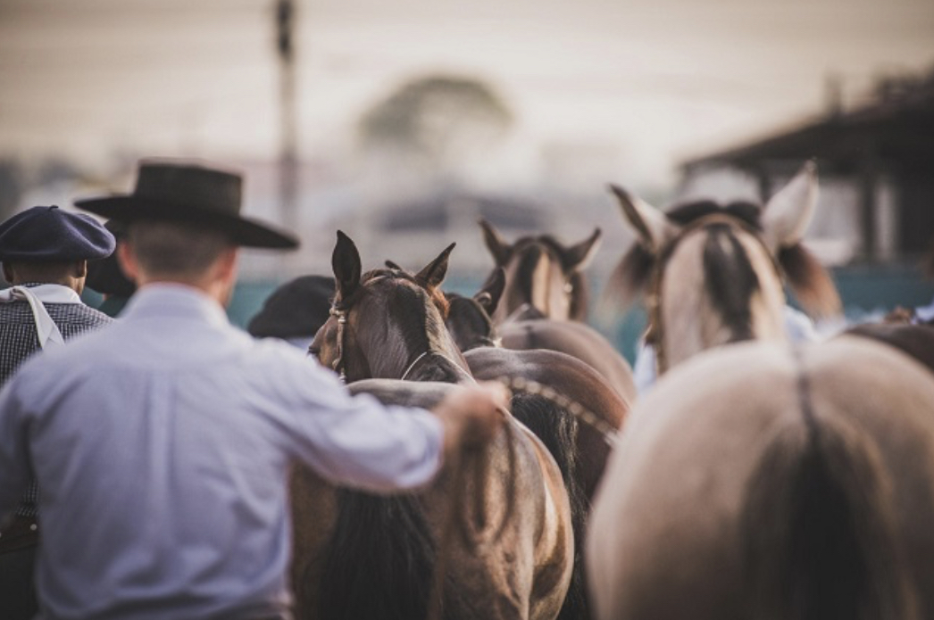 Cavalo Crioulo ganha destaque no Campeonato Gaúcho de Enduro Equestre da FGEE