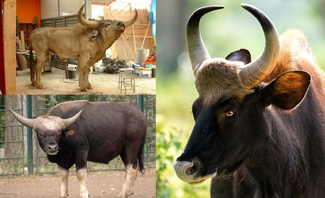 Ouro', o touro reprodutor que assegura raça de vacas algarvias - Domingo -  Correio da Manhã