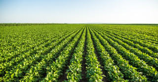 Quantos hectares o brasil planta por ano?