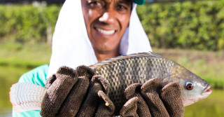 SANPHAR-Piscicultura-homem-segurando-Tilapia-Vacinas-autogenas-sao-estrategicas-para-evitar-perdas-por-Francisella-no-cultivo-de tilapias-Foto-Wenderson-Araujo-CNA-Brasil2