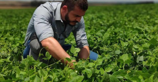 agronomo analisando lavoura de feijao