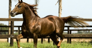 cavalo da raca quarto de milha smart-starbucks