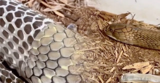 momento incrível de cobra trocando de pele