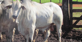 touro nelore da fazenda santanna do apa