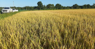 Arrozeiros mostram como a agricultura de precisão garantiu a produtividade sem aumentar o custo de produção