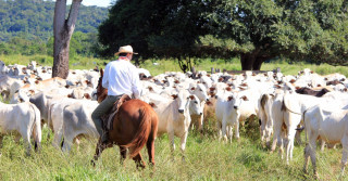 Doenças infecciosas impactam pecuária brasileira