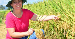 Cultivares de arroz da Epagri se adequam a diferentes condições de clima e solo de Santa Catarina, explica a pesquisadora Ester Wickert