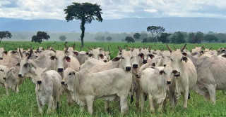 agropecuaria nelore parana