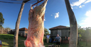 bovino carneado na fazenda