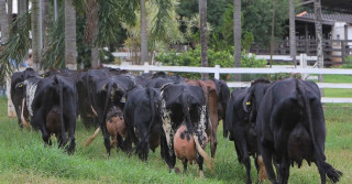 vacas Girolando Vila Rica