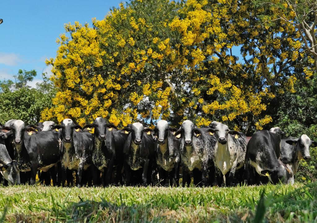 vacas e novilhas girolando - fazenda santa luzia