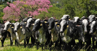 vacas e novilhas girolando - fazenda santa luzia