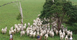 Boiada Tabapuã na Fazenda Mutema