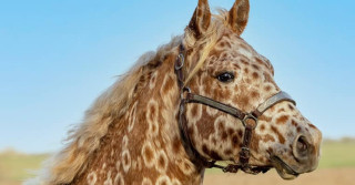 Cs Arrogant Playboy - cavalo appaloosa