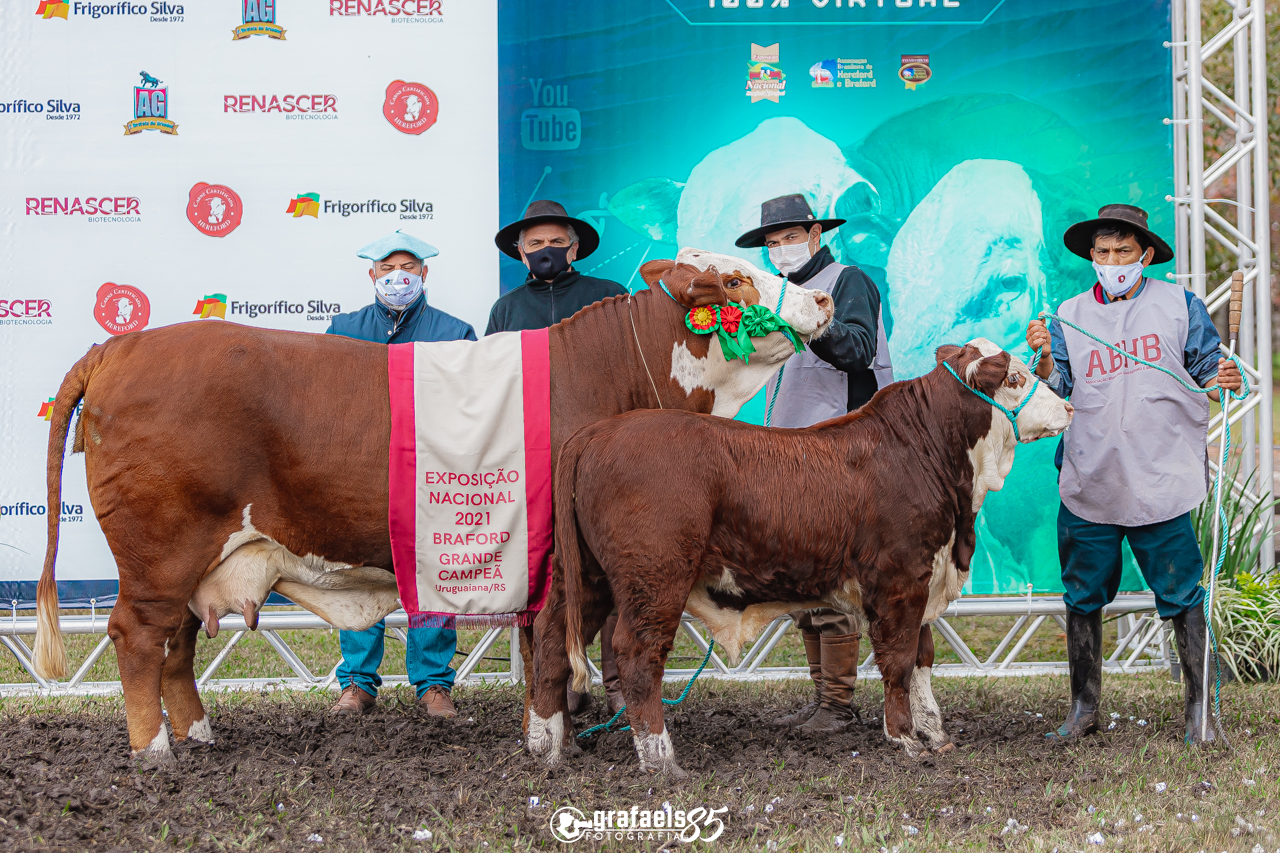 Veja os campeões e campeãs da raça Braford na Nacional 2021