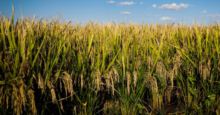 Inoculante biológico eleva a produtividade das lavouras de arroz