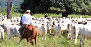 Mosca-dos-chifres ainda impacta produção pecuária