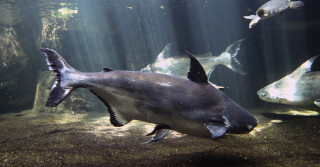 Pangasius_sanitwongsei_Zoologischer_Garten_Aquarium_Berlin