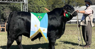 Reservado de Grande Campeao