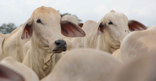 Tabapuã TJG - Foto produzida na Fazenda Porto Seguro