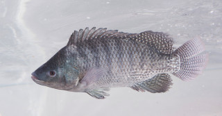 Tilapia-nao-ameaca-especies-nativas-e-contribui-para-geracao-de-renda-e-alimentos-de-maneira-sustentável-aponta-artigo-da-revista-Science