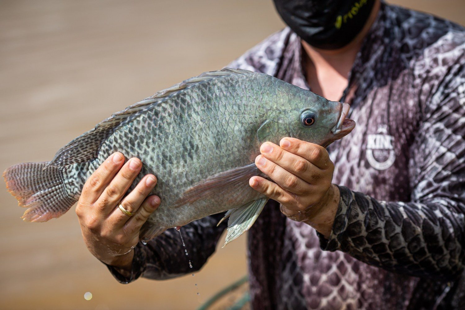 Tilápia peixe piscicultura brasileira peixe pescador