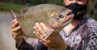 Tilápia peixe piscicultura brasileira peixe pescador