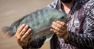 Tilápia peixe piscicultura brasileira peixe pescador