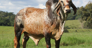 Touro Gir de rara beleza - Fazenda Lapa Vermelha