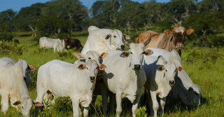 Uma vaca no cio rodeada de bezerros Nelore PO - precocidade sexual