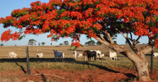 pecuaria gado no pasto com flamboyant arvore na frente