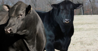 touros da raca angus e ultrablack