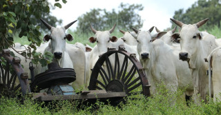 vacas nelore paisagem linda foto