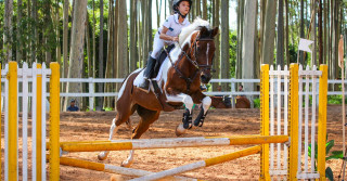 Cavalo Árabe - salto e hipismo rural