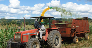 Colheita de sorgo para silagem - embrapa