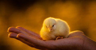 Frangos com dois dias de chegada a granja. Pintinho. Pinto. Filhote de frango