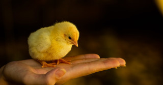 Frangos com dois dias de chegada a granja. Pintinho. Pinto. Filhote de frango