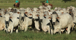 IFRIG beneficia pecuaristas e consumidores de carne bovina