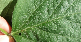 Nanotecnologia hidrocoloide chega ao mercado para aumentar produtividade dos grãos