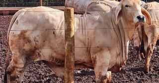 Projeto usa Brahman na produção de carne premium