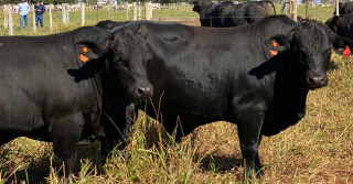 Prova mediu desempenho da raça Brangus