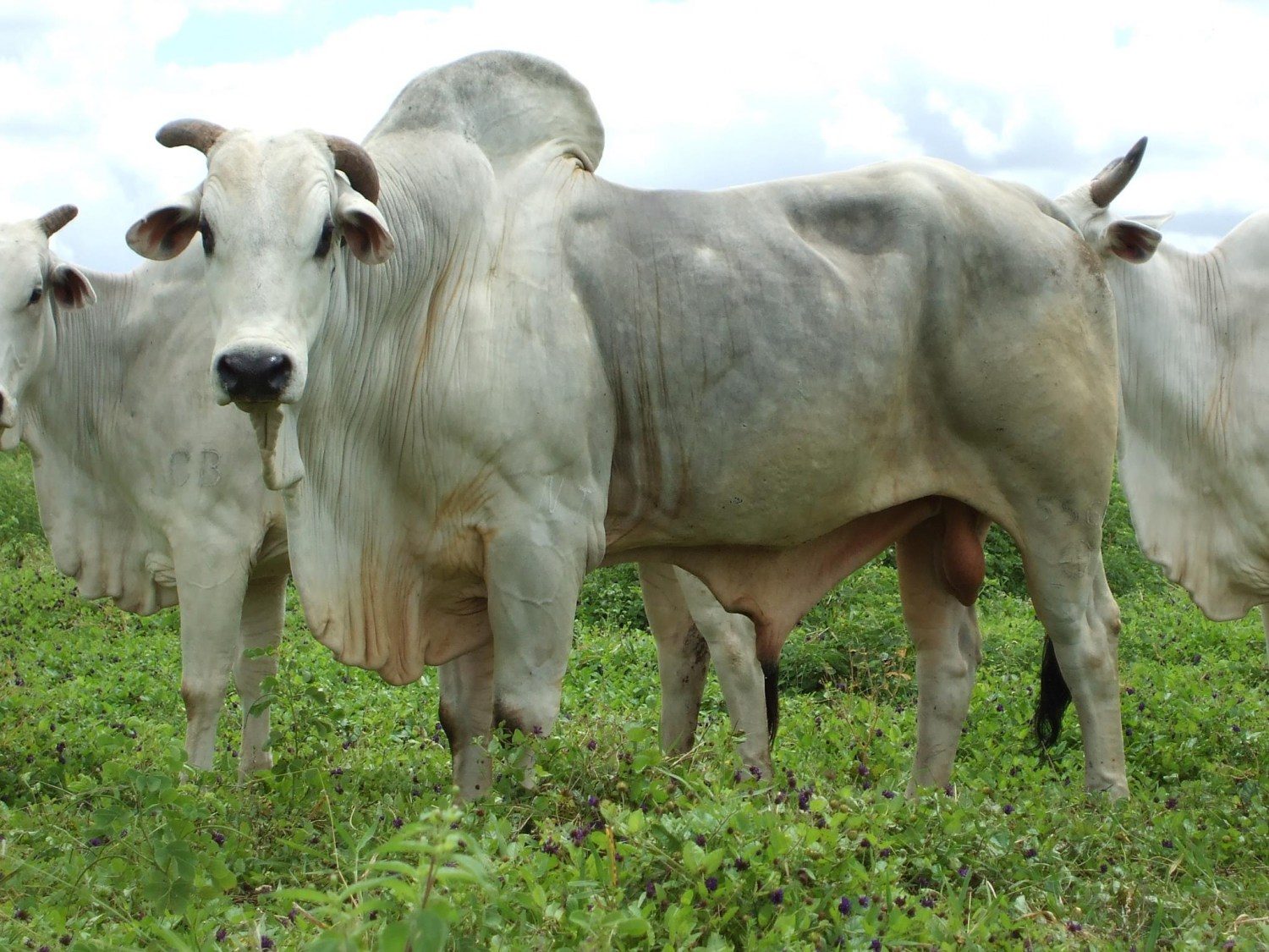 SJBN 5566 Homega da Trindade, Linha paterna Padhu e Linha materna Akazamu