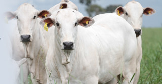 gado-nelore-com-brinco-eletronico - rastreabilidade bovina