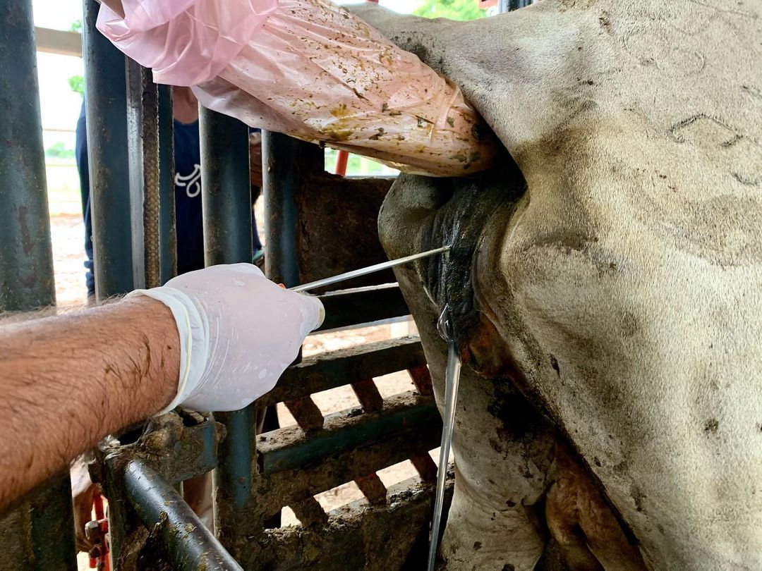 iatf inseminando vaca no brete curral - sucesso na IATF
