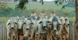 Fazenda Canaã da Genética Aditiva em Terenos (MS) / Foto: Wellington Valeriano