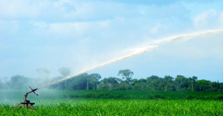 Bico de irrigação em lavoura de cana em Alagoas 2