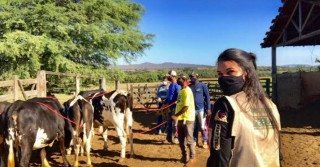 Doma Racional de novilhas para ordenha surpreende produtores experientes; técnica derrubou hábitos antigos e provou que carinho dá mais leite sim!