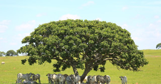 O investimento em bem-estar animal é, cada vez, mais uma questão de responsabilidade ética