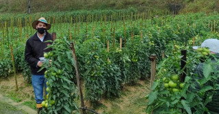 Tomate da Epagri produz até 7kg por planta e é resistente a doenças 1